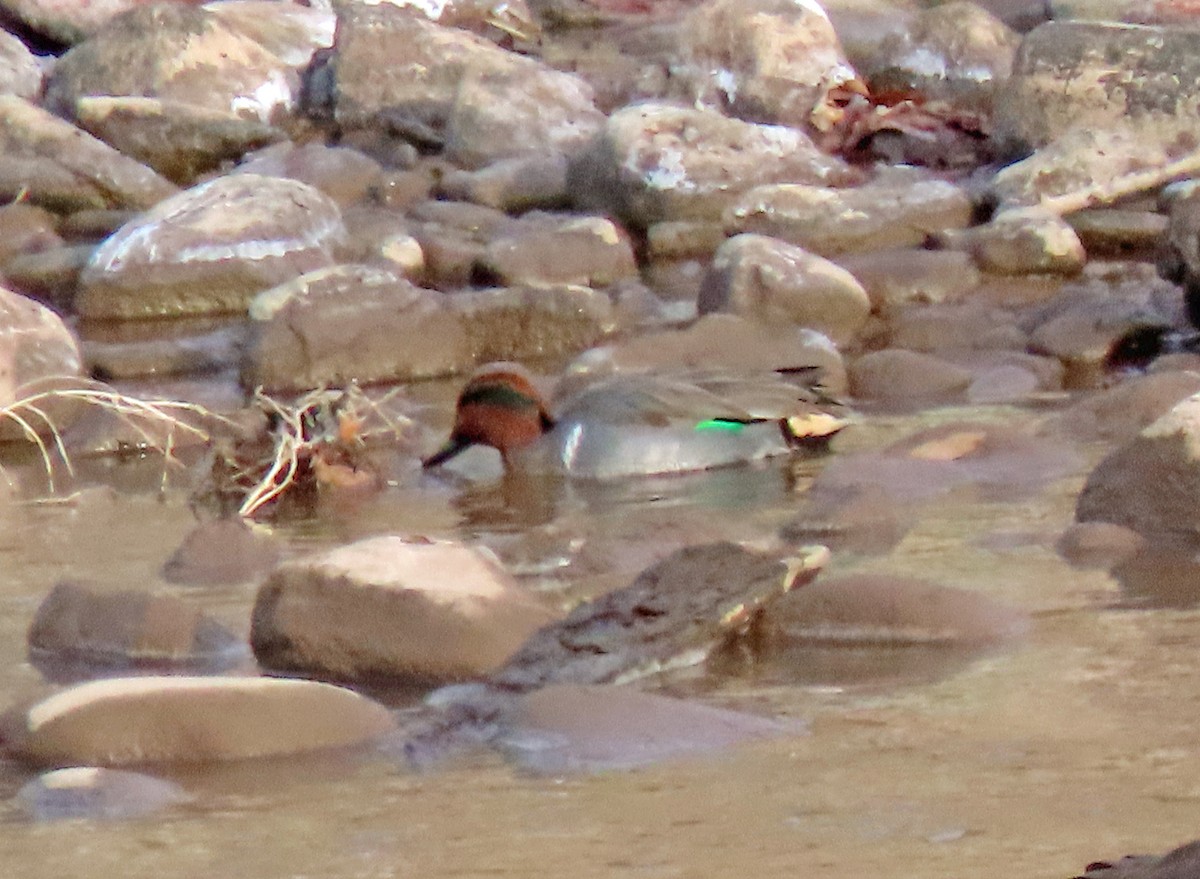Green-winged Teal - ML504542351