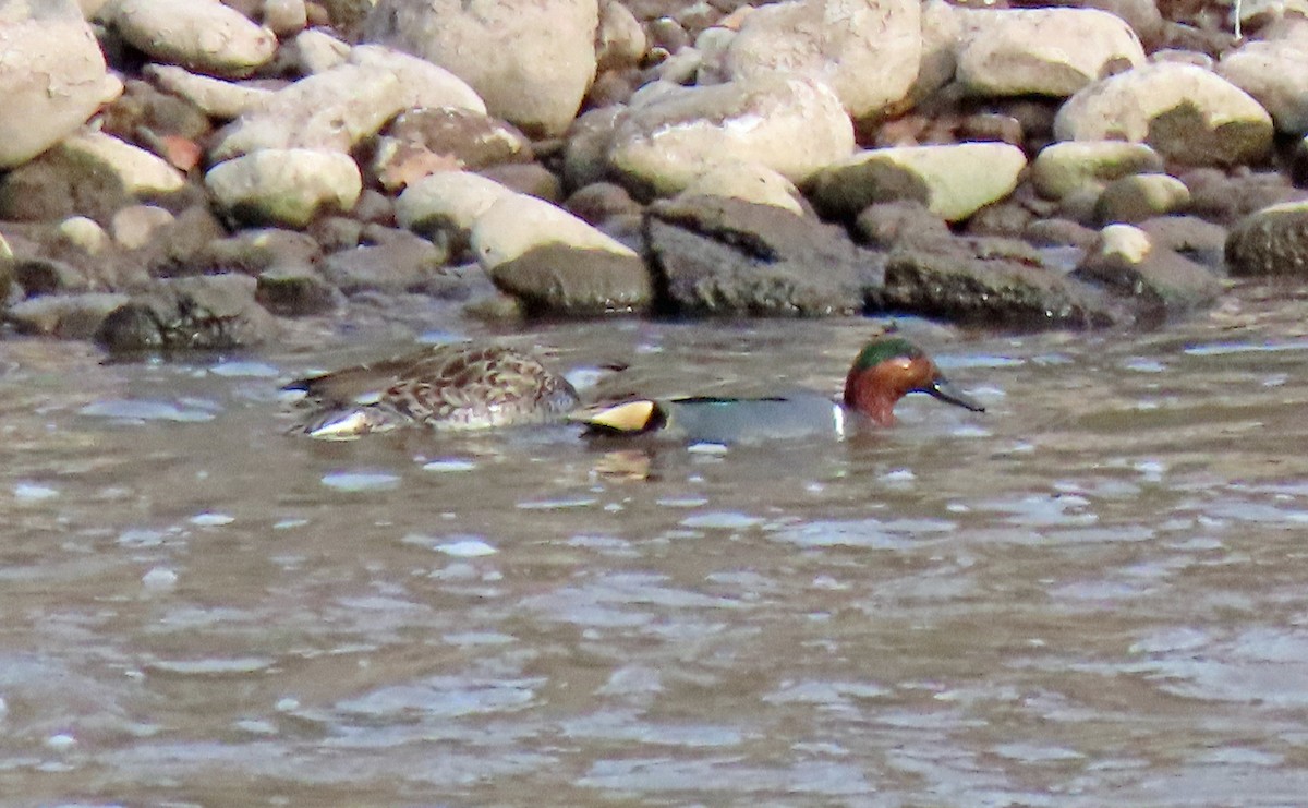 Green-winged Teal - ML504542361