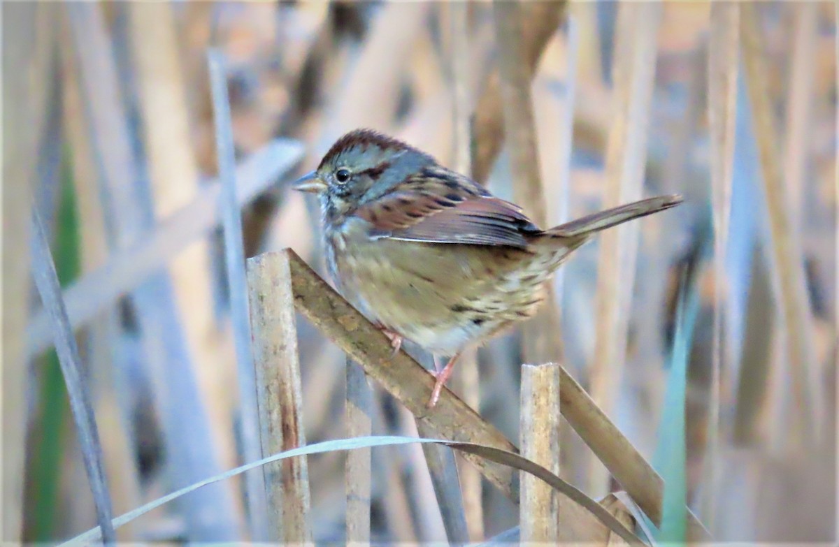 Swamp Sparrow - ML504542401