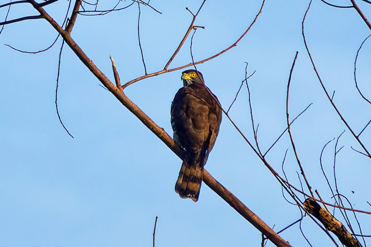 Crested Goshawk - Ravi Iyengar