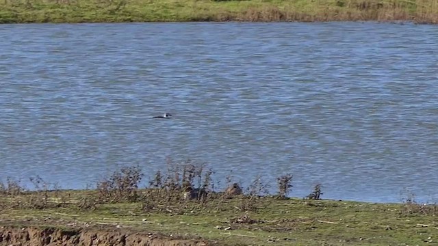 Long-tailed Duck - ML504544961