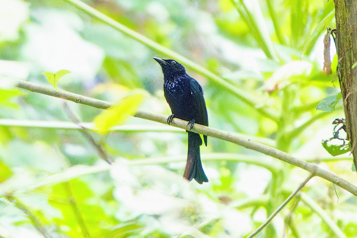 Palawan Drongo (Palawan) - ML504544971