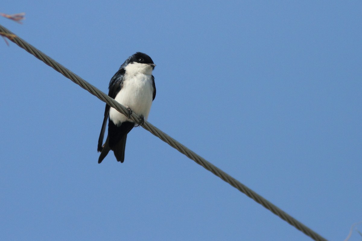 Blue-and-white Swallow - ML504545021