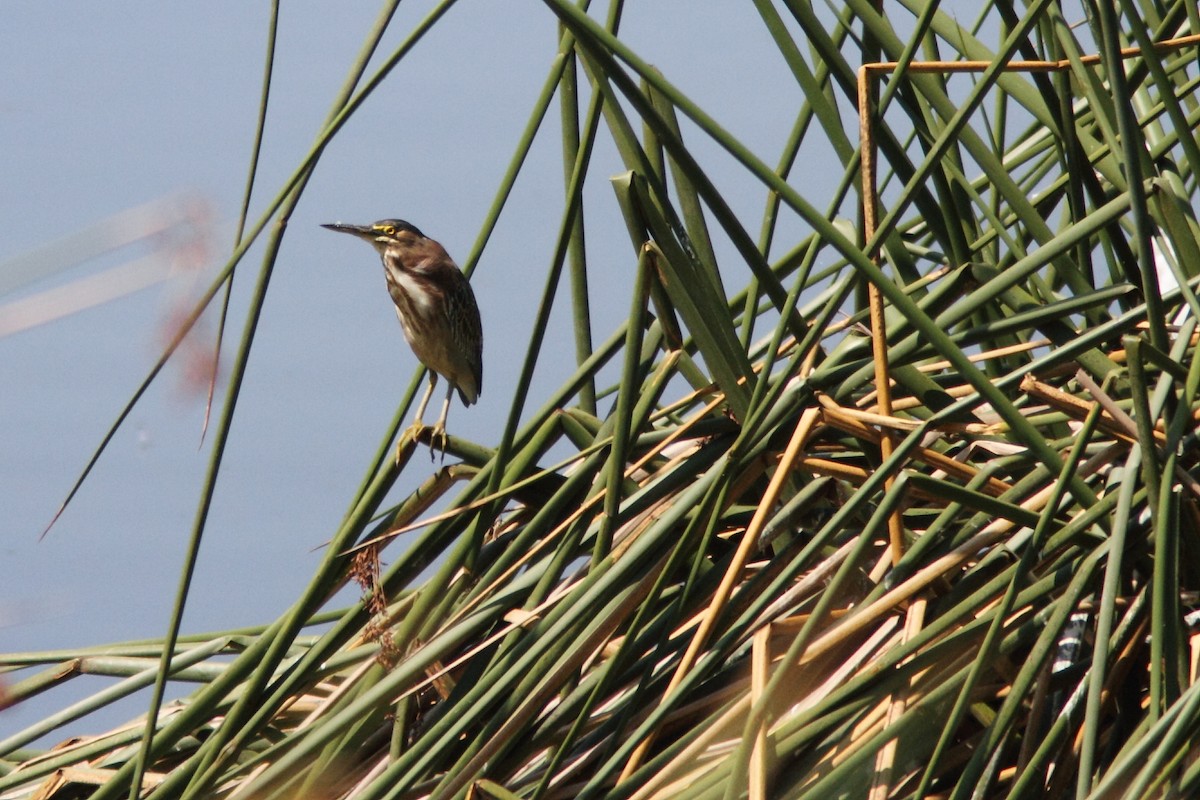 Striated Heron - ML504545101