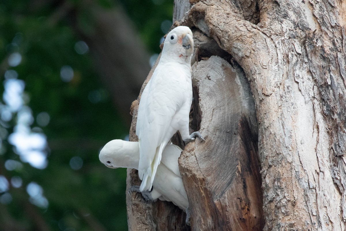 Cacatúa de las Tanimbar - ML504546011