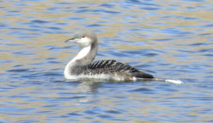 Pacific Loon - ML504547181