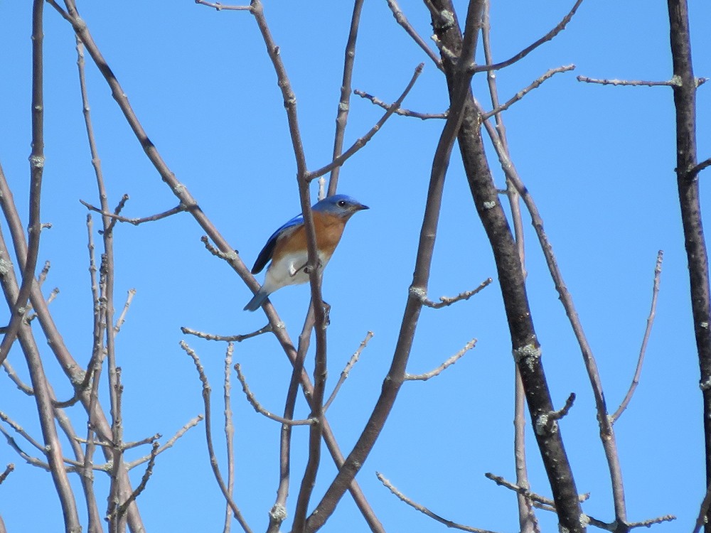 Eastern Bluebird - ML50454741