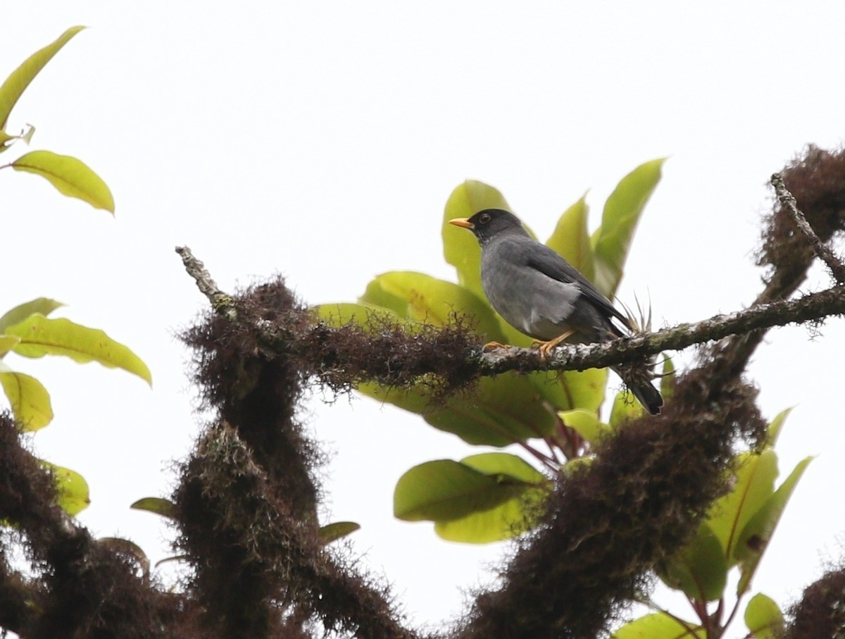 Andean Slaty Thrush - Richard Greenhalgh