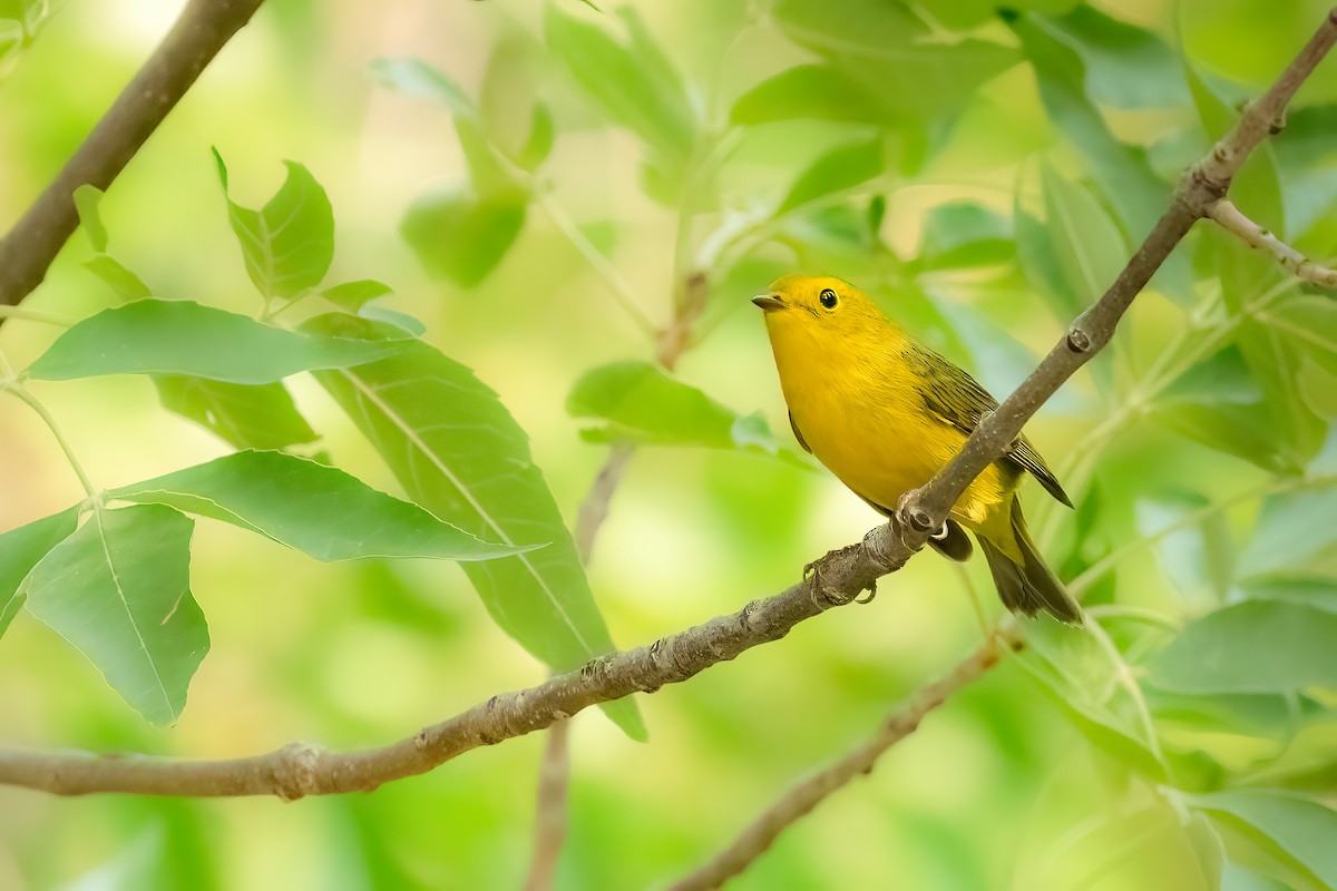 Wilson's Warbler - ML504548521