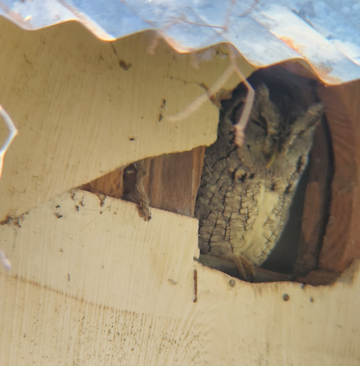 Eastern Screech-Owl (McCall's) - ML504549161