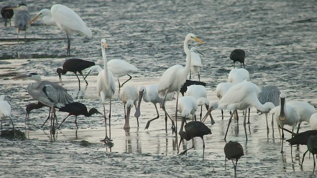 Eurasian Spoonbill - ML504550541