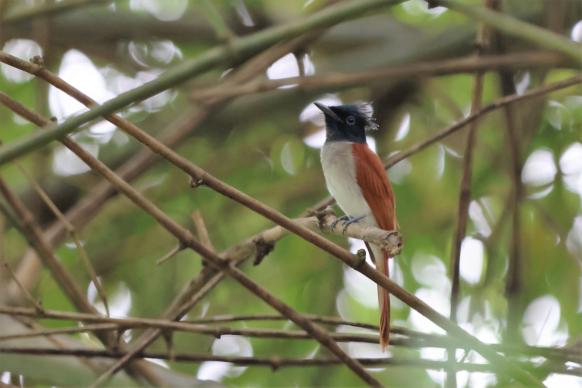 Indian Paradise-Flycatcher - ML504551461