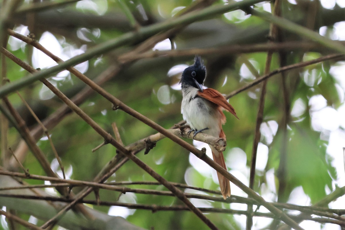 Indian Paradise-Flycatcher - ML504551481