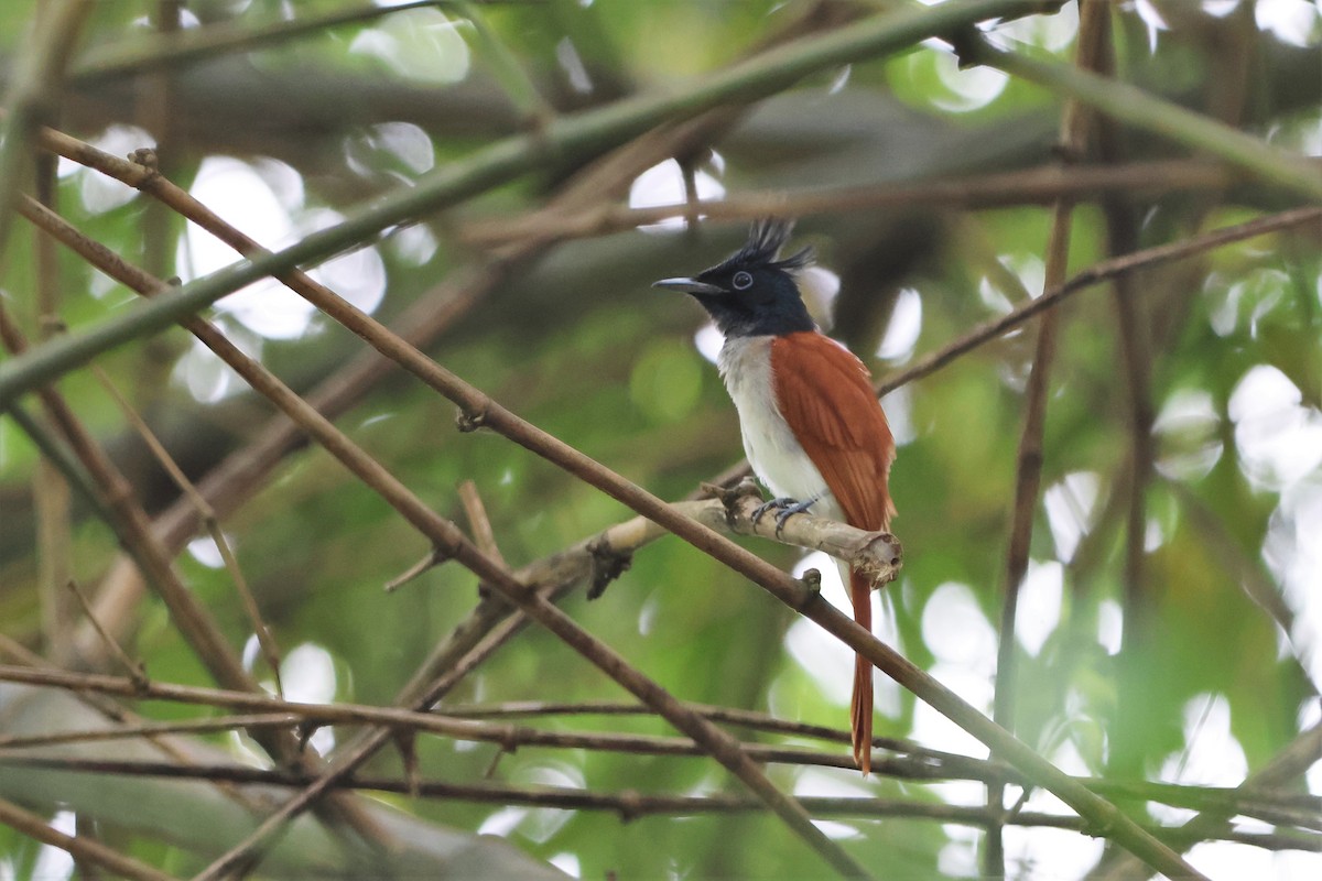 Indian Paradise-Flycatcher - ML504551491