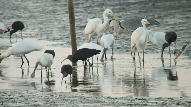 Eurasian Spoonbill - ML504551521