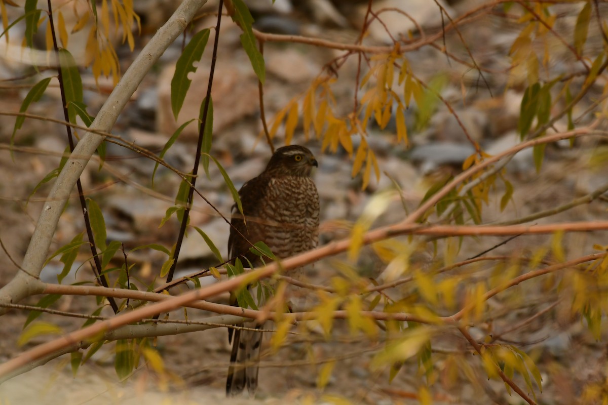 Eurasian Sparrowhawk - ML504553701