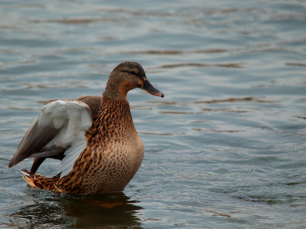 Mallard - Jordan Grau