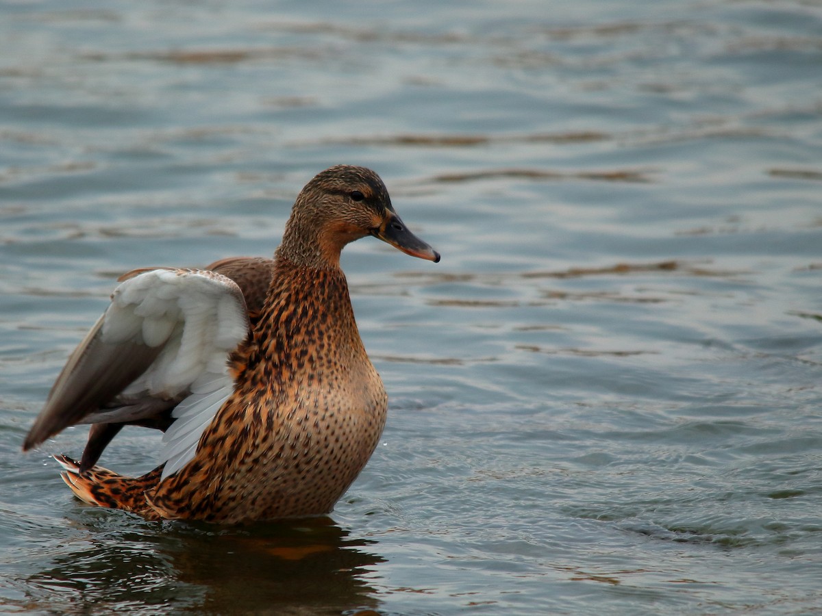 マガモ - ML504554881