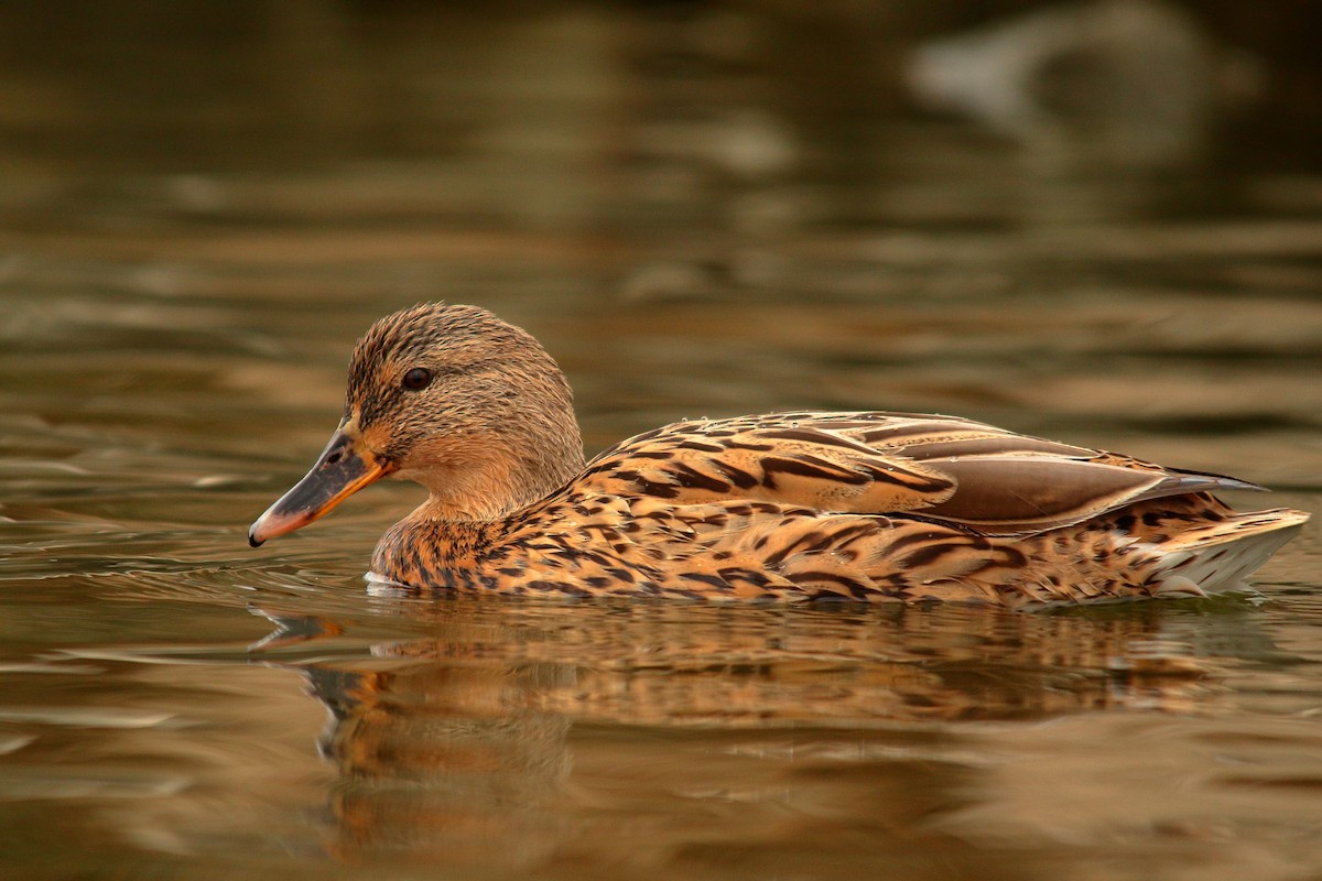 Ánade Azulón - ML504554901