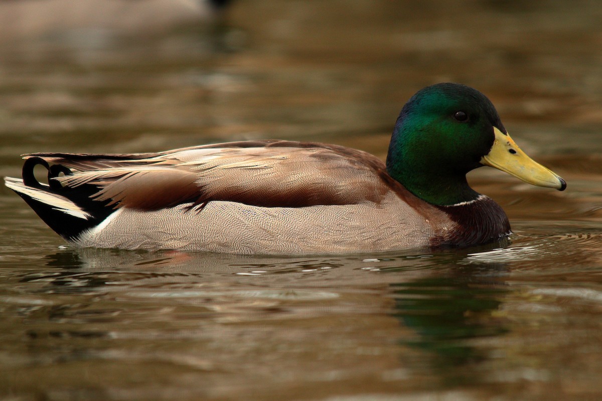 マガモ - ML504554911