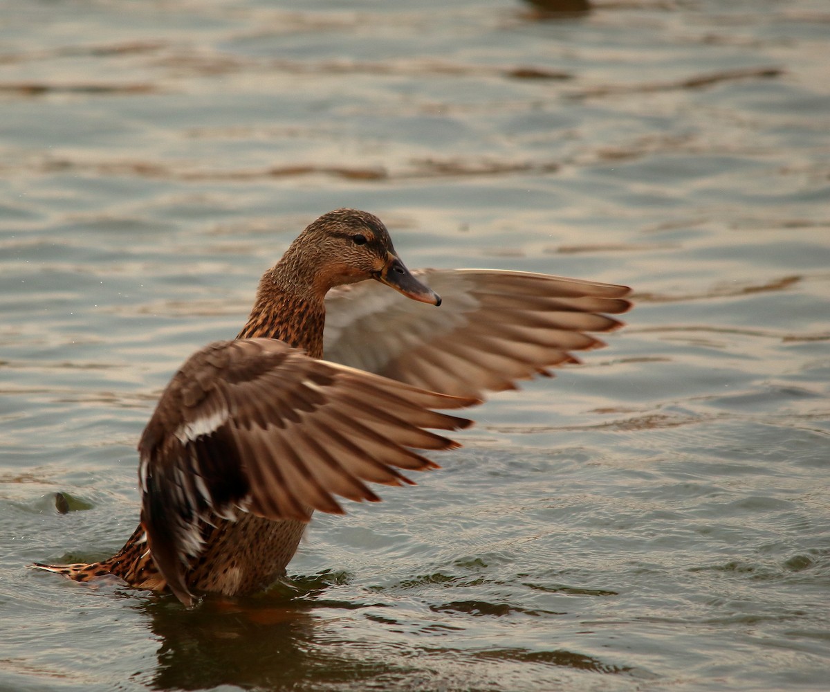 マガモ - ML504554921