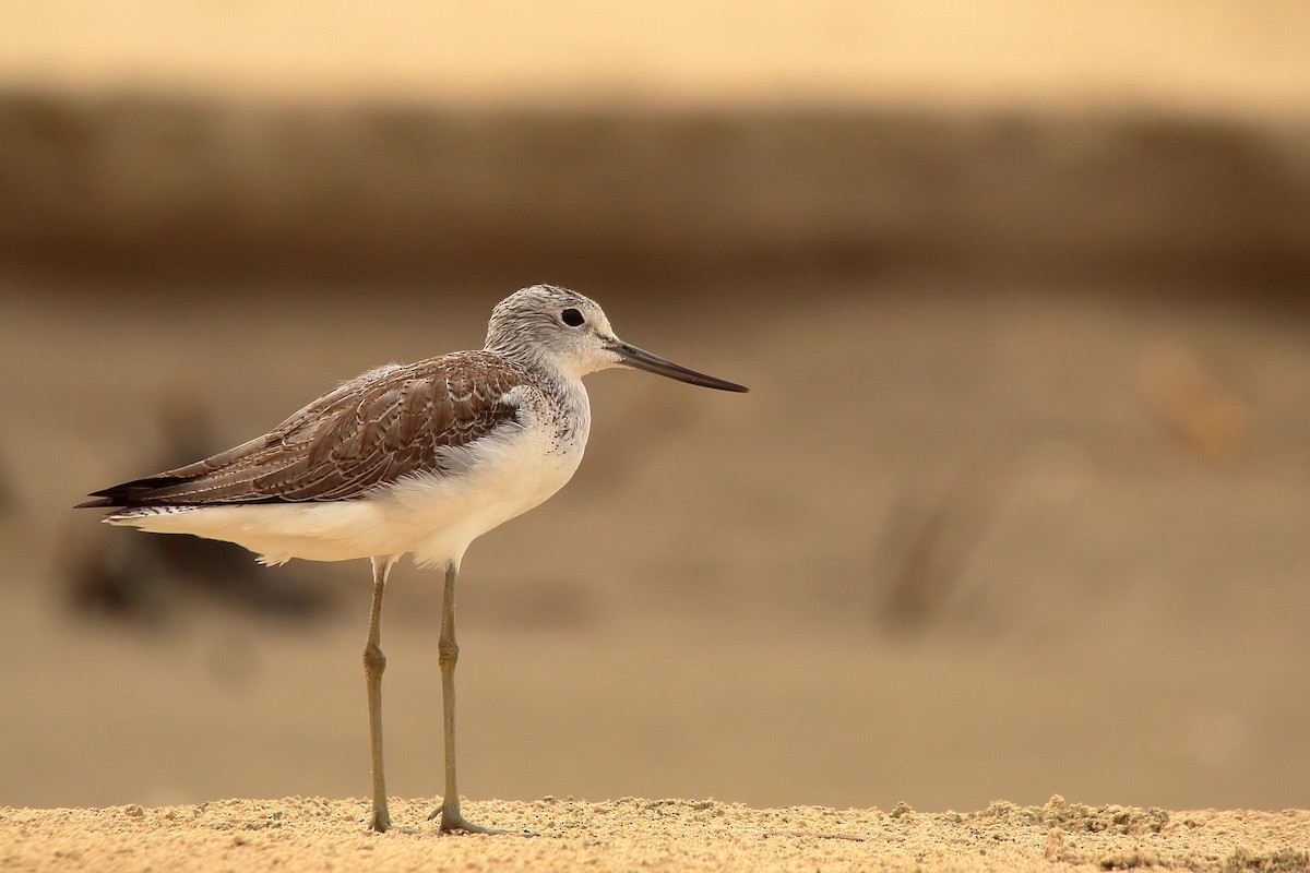 アオアシシギ - ML504554961