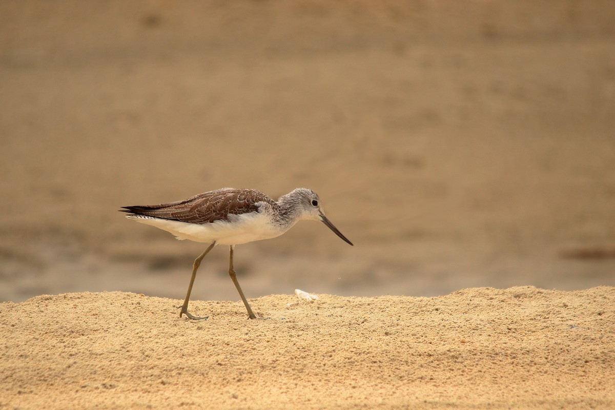 アオアシシギ - ML504554971