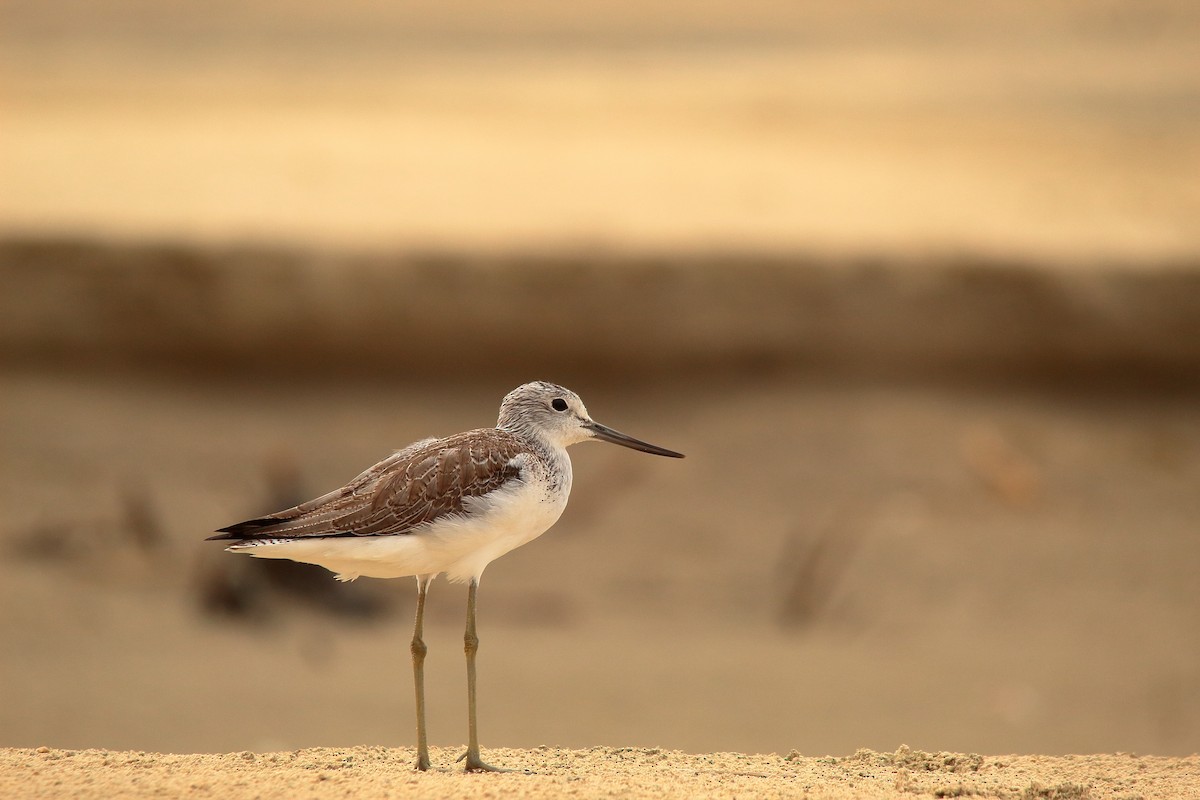 アオアシシギ - ML504554991