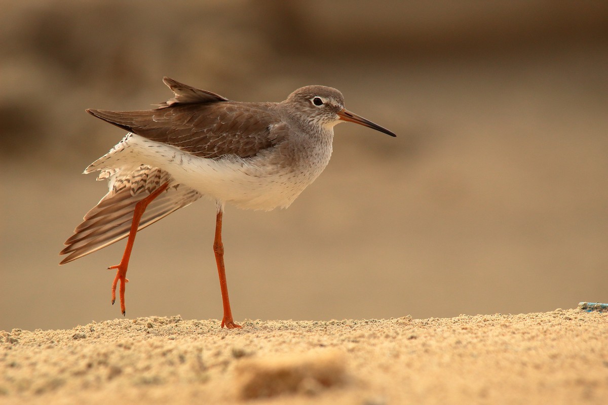 アカアシシギ - ML504555031