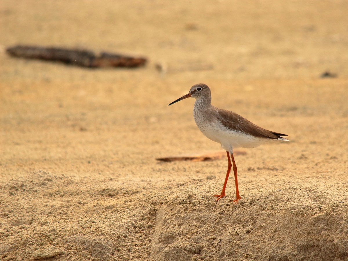 Common Redshank - ML504555041