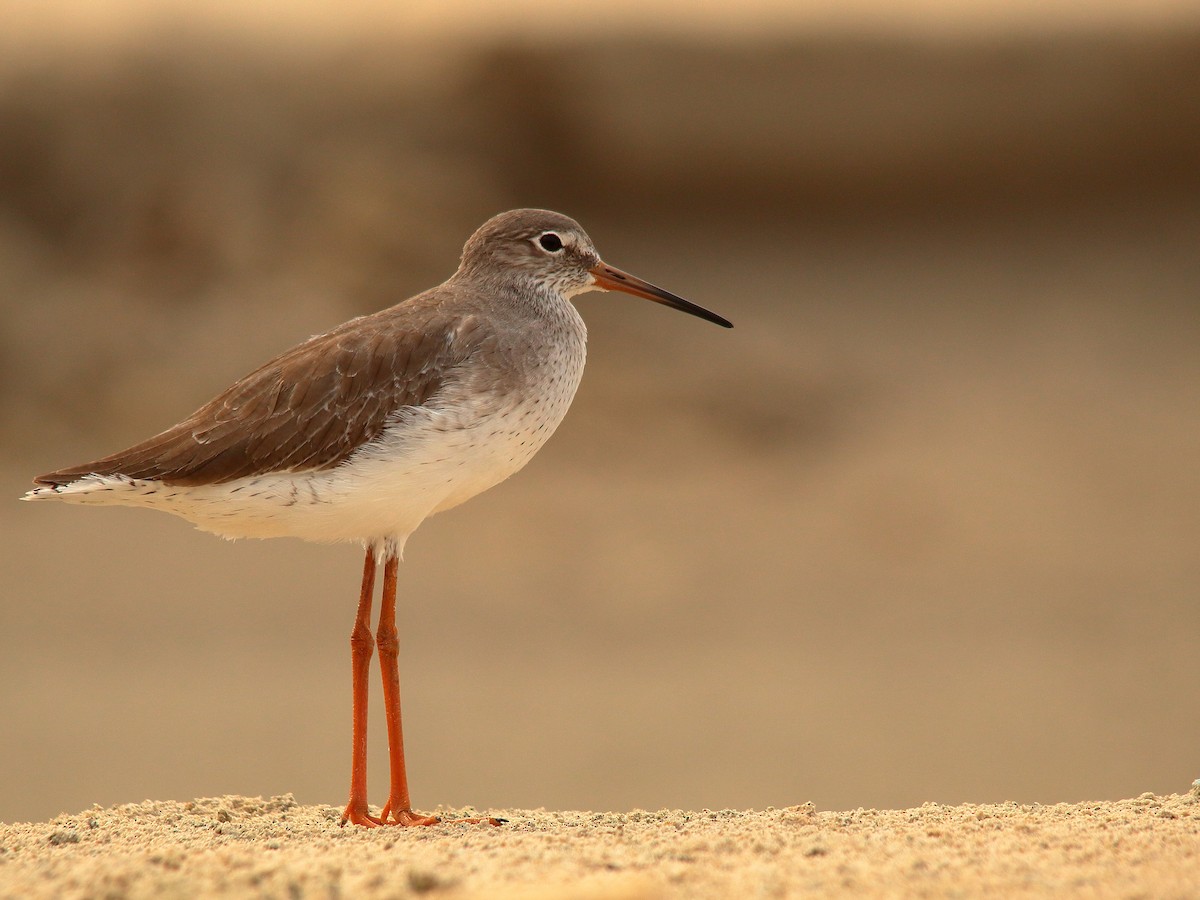 アカアシシギ - ML504555051