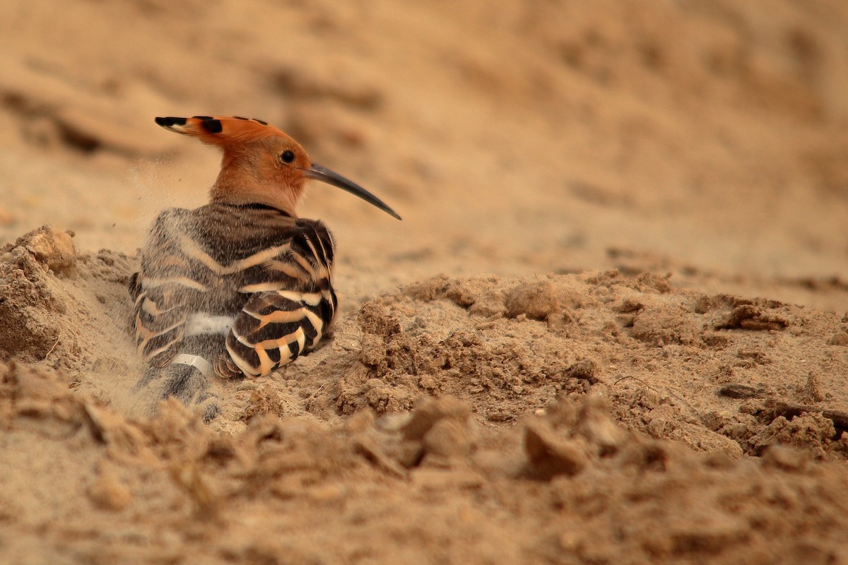 Eurasian Hoopoe - ML504555081