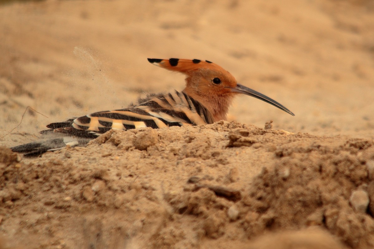 Eurasian Hoopoe - ML504555091