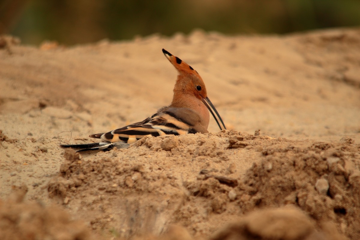 ヤツガシラ - ML504555111