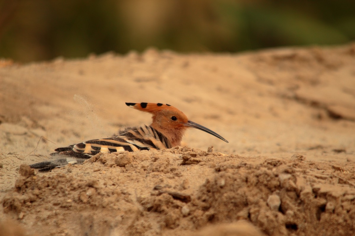 Eurasian Hoopoe - ML504555121