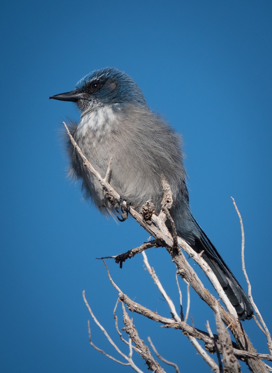 Woodhouse's Scrub-Jay - ML504555531