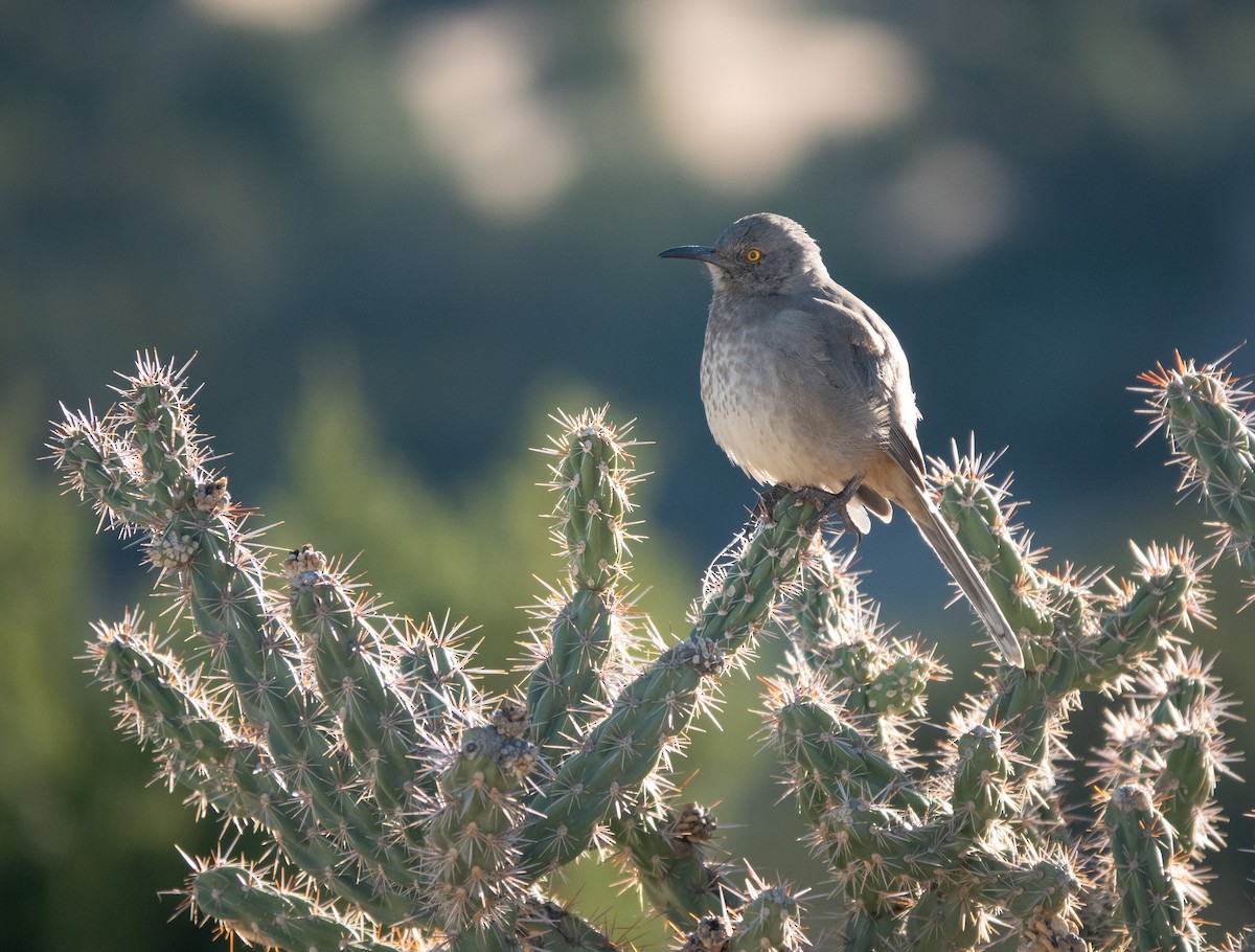 Curve-billed Thrasher - ML504555621