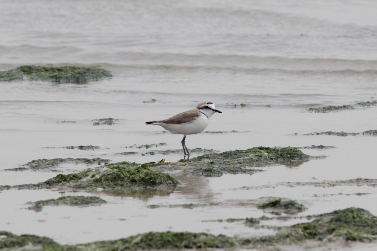 Kentish Plover - ML504556551