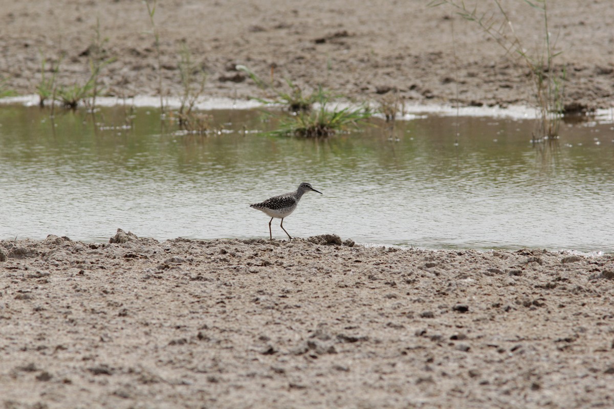 Bruchwasserläufer - ML504556691