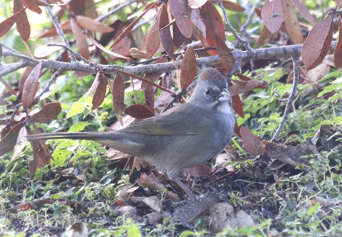 Green-tailed Towhee - Paul Hueber