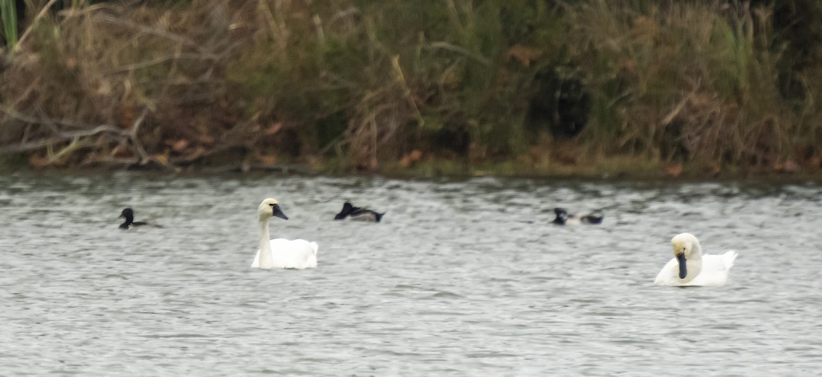 Tundra Swan - ML504557841