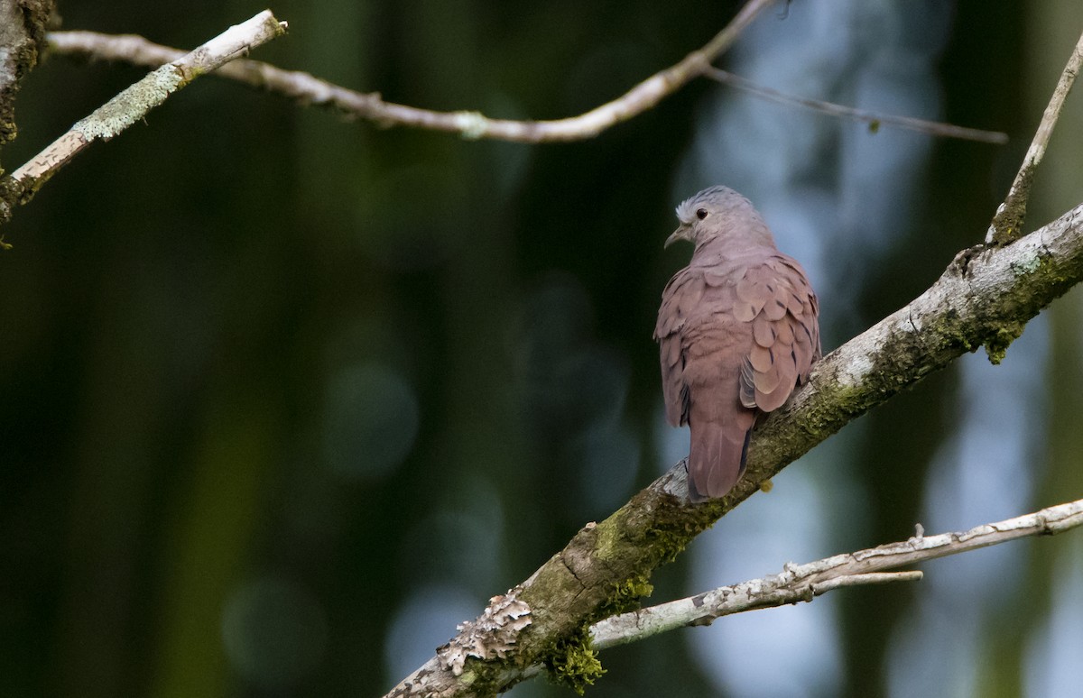 Ruddy Ground Dove - ML504558451