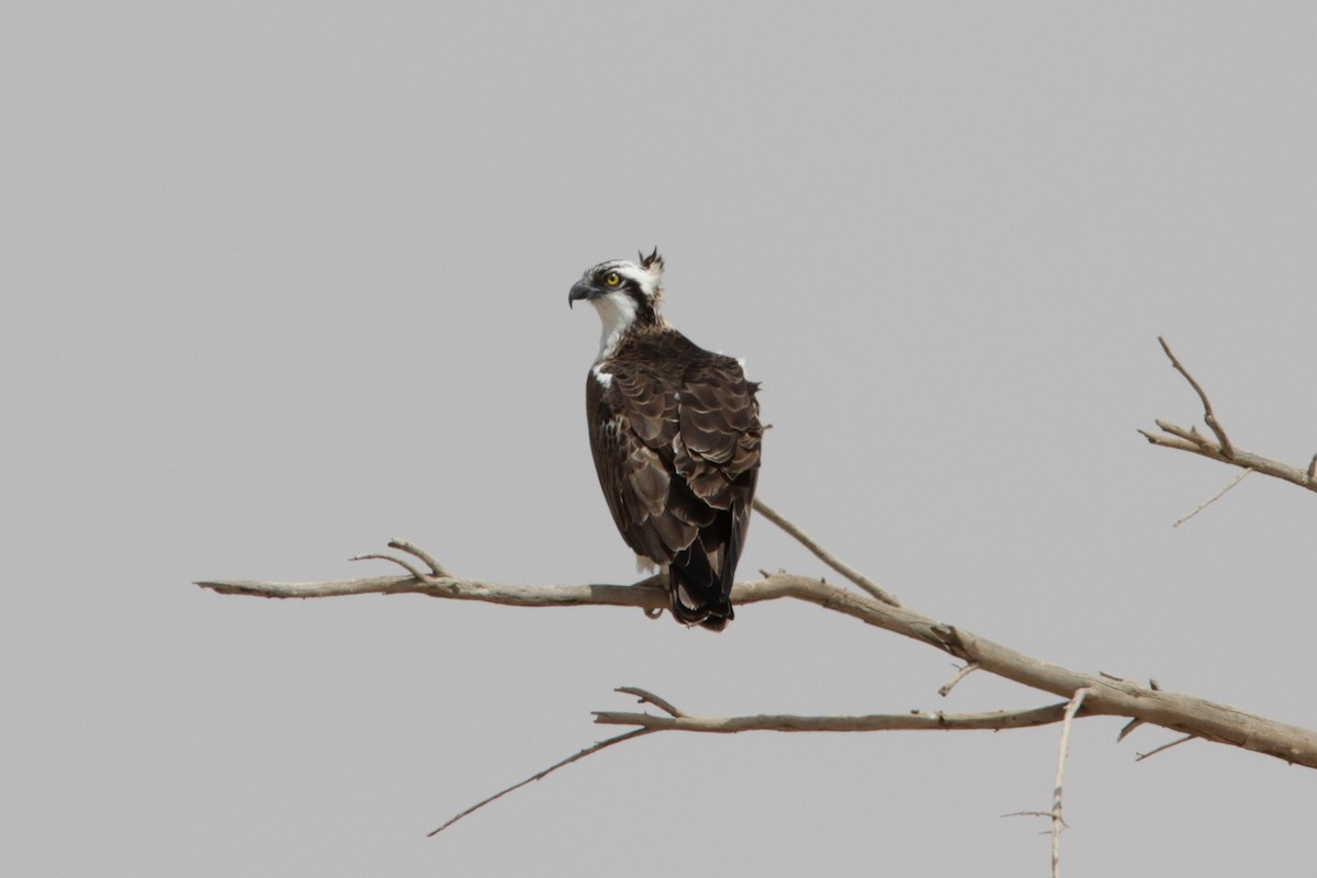 Águila Pescadora - ML504559161