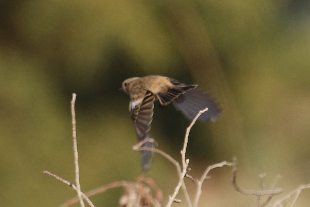 European/Siberian Stonechat - ML504560361