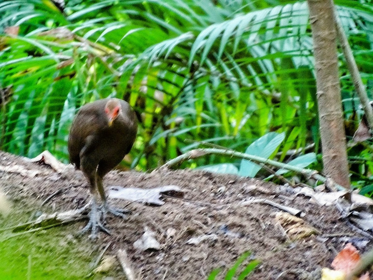 Nikobaren-Großfußhuhn - ML504561001