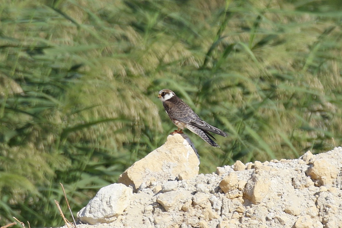 Red-footed Falcon - ML504561241