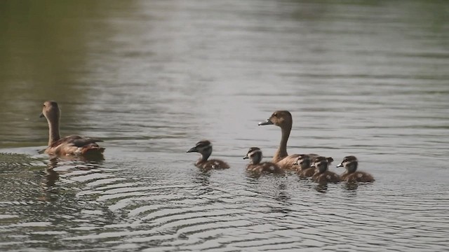 Lesser Whistling-Duck - ML504561811