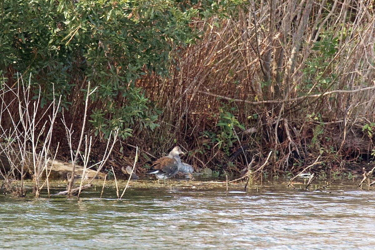 Common Gallinule - ML504563031