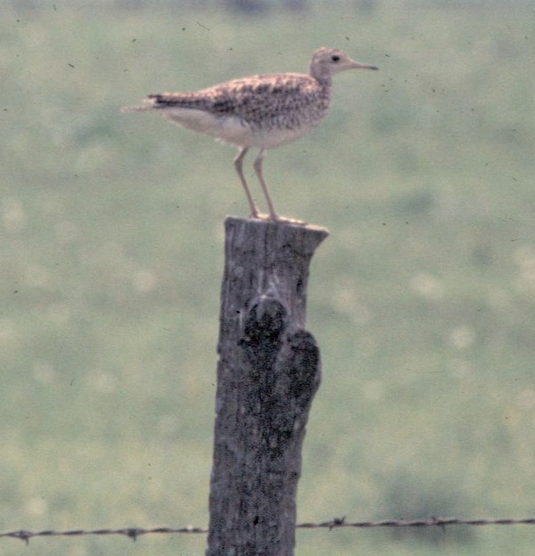 Upland Sandpiper - ML504563231