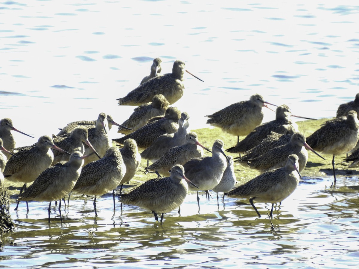 Marbled Godwit - ML504563901